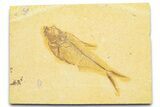 Detailed Fossil Fish (Diplomystus) - Wyoming #372323-1